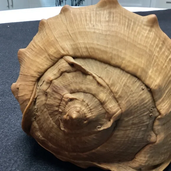 Rare XL Vintage Florida SEA SHELL. HISTORY ARTICLE TOO HELMET SHELL OLD !!! - Picture 10 of 11